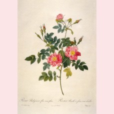 Rosa Rubiginosa flore semipleno